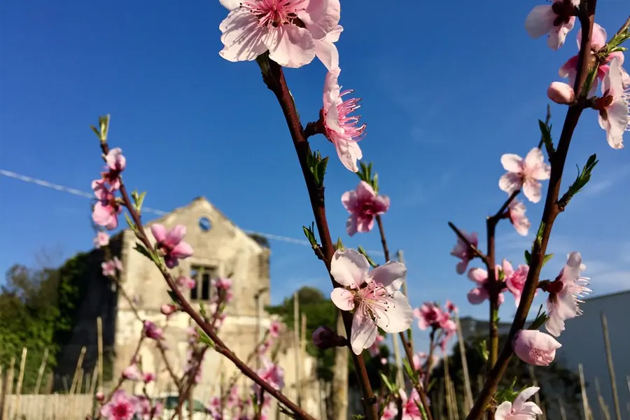 Ischia in Primavera