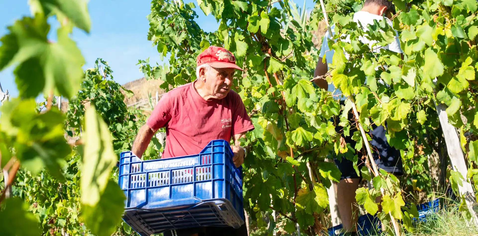 Don Antonio durante la Vendemmia delle Cantine Antonio Mazzella