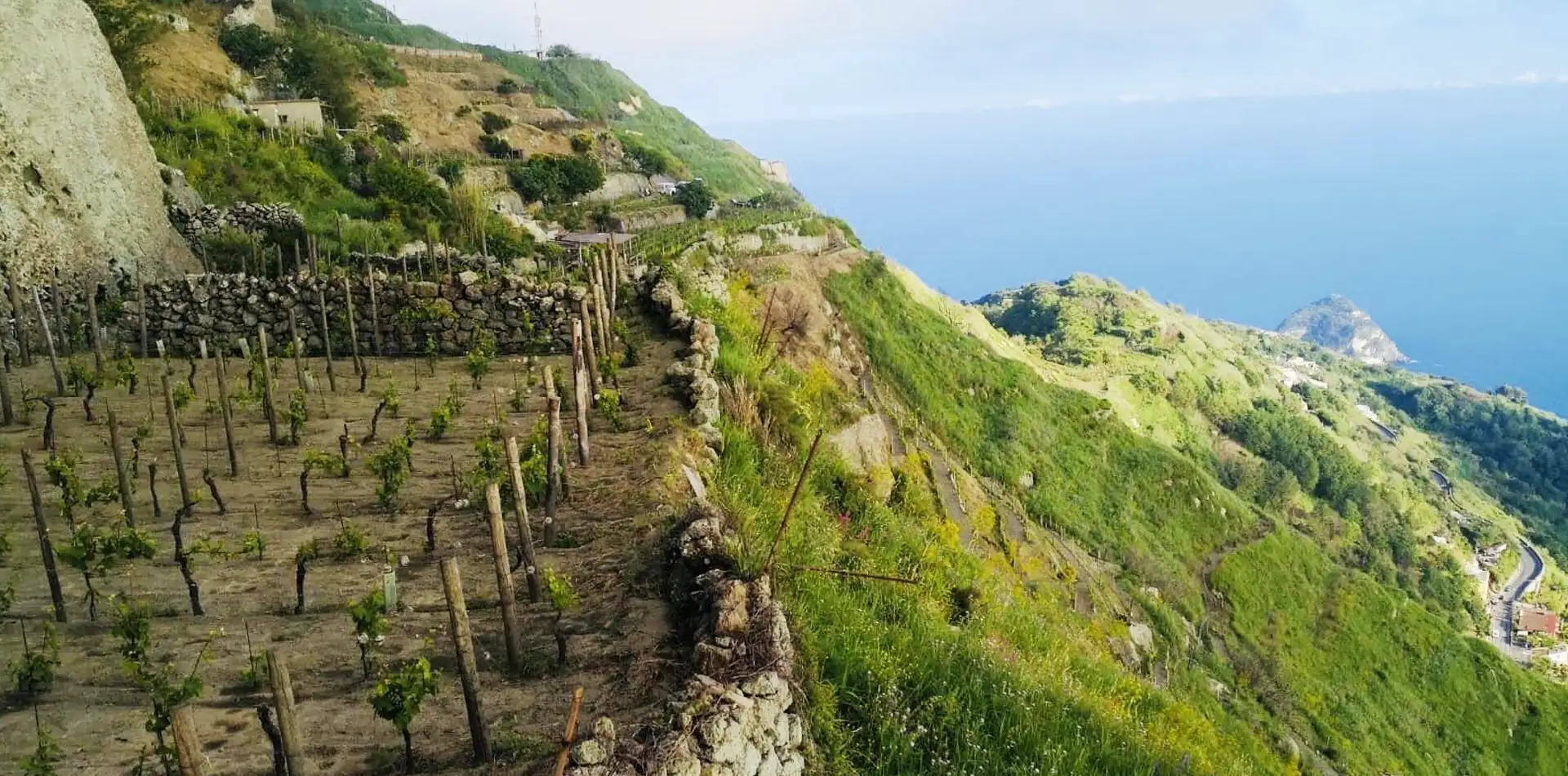 Un vigneto delle Cantine D'Ambra Vini