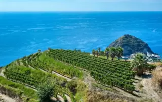 Vigneto a Ischia