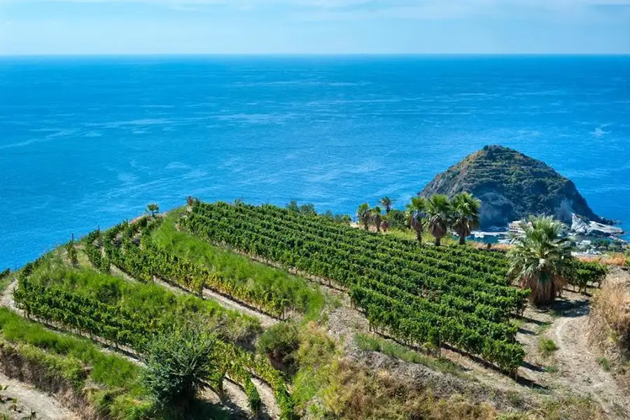 Vigneto a Ischia