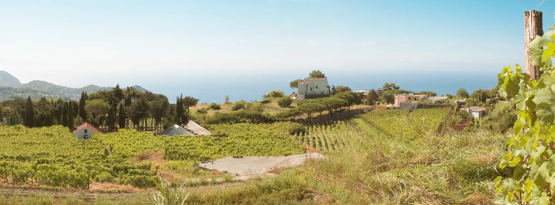 Un vigneto delle Cantine Cenatiempo a Ischia