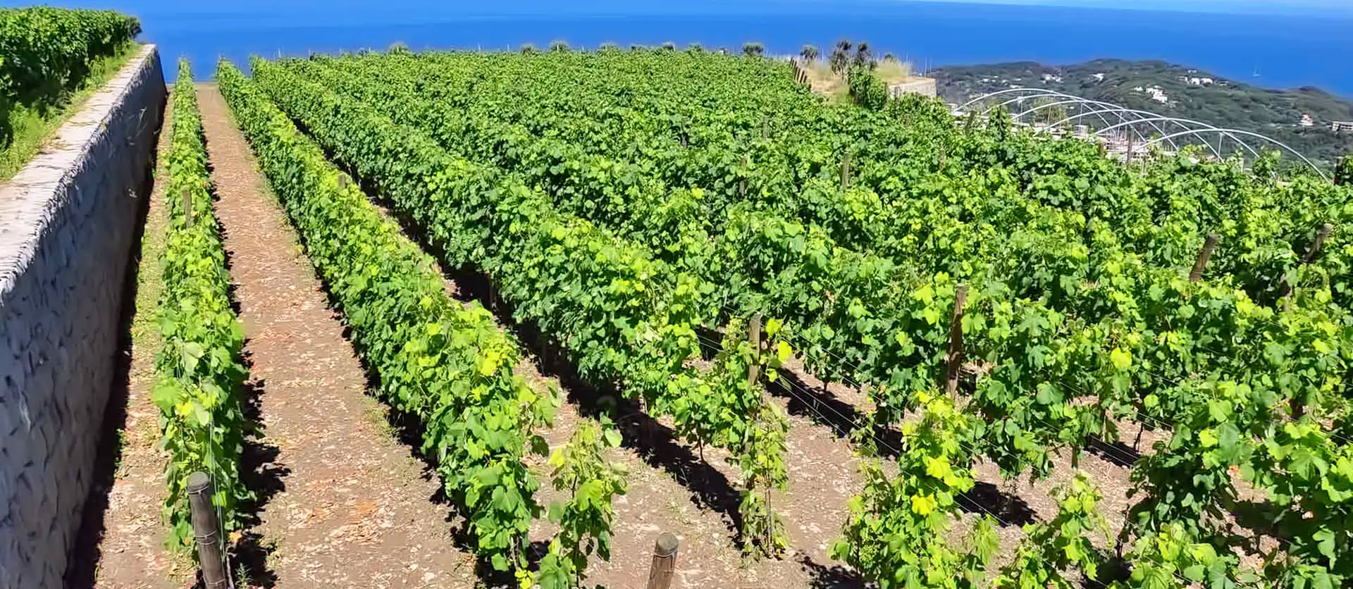 Il vigneto delle Cantine Crateca a Ischia