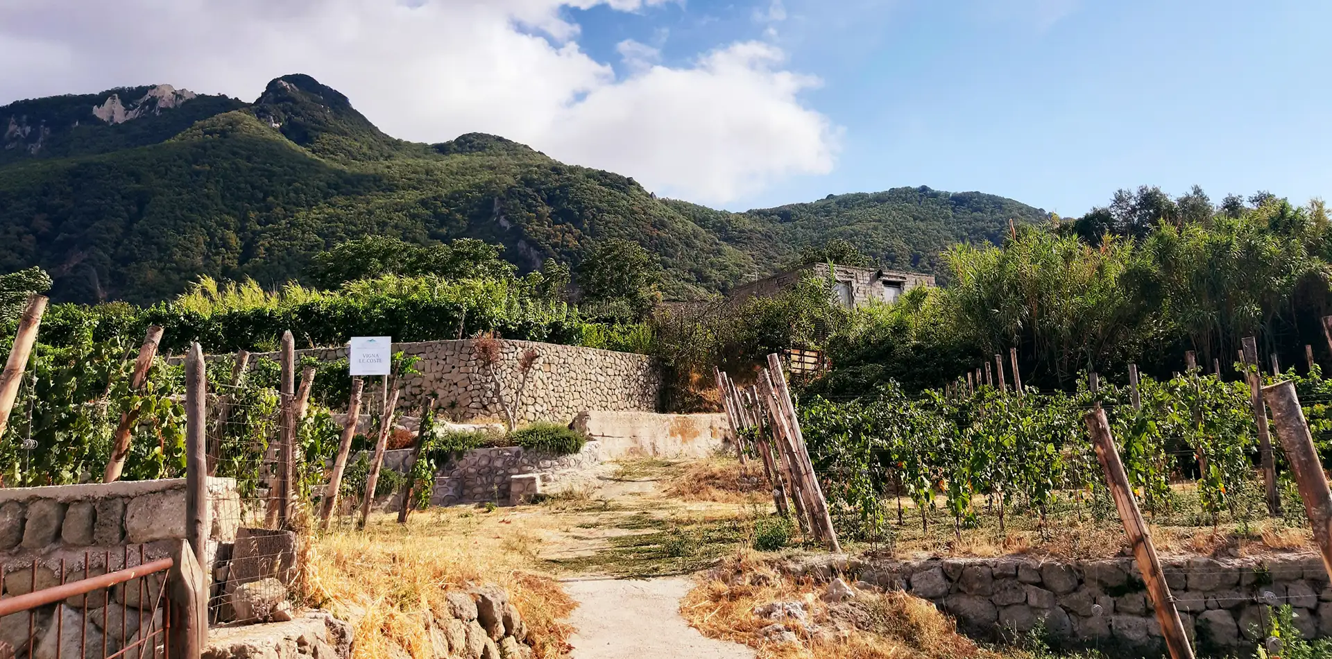 Il vigneto delle Cantine Tommasone a Ischia